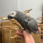 African grey parrot price