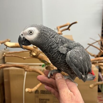 African grey parrot price