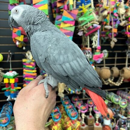 Parrot for Sale