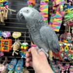 African grey parrots