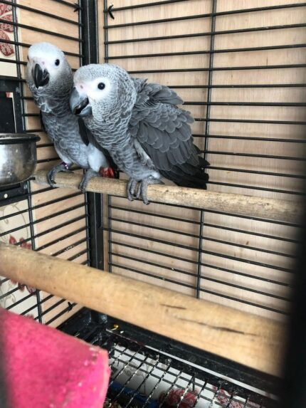 Grey african for sale