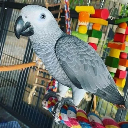 African grey near me