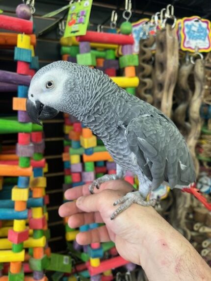 African Grey Congo