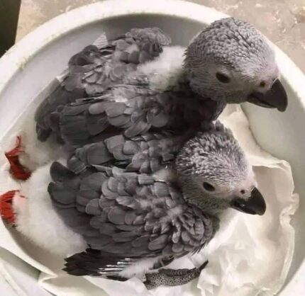 African Grey For Sale