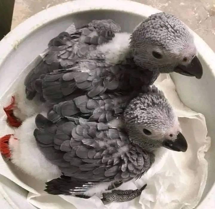 African Grey For Sale