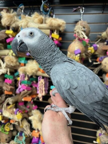 grey parrot for sale