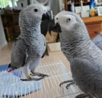 Buy Congo African grey