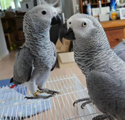 Buy Congo African grey