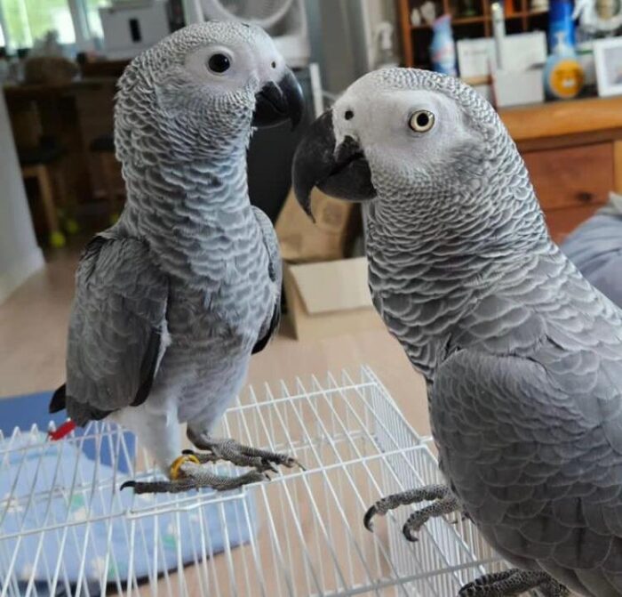 Buy Congo African grey