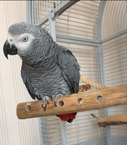 Birds for Sale african Grey