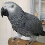 Buy Timneh African Grey Parrot