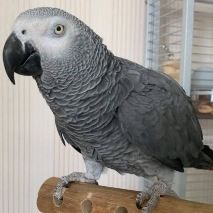 Buy Timneh African Grey Parrot