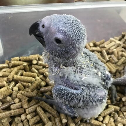 Grey parrot bird For Sale