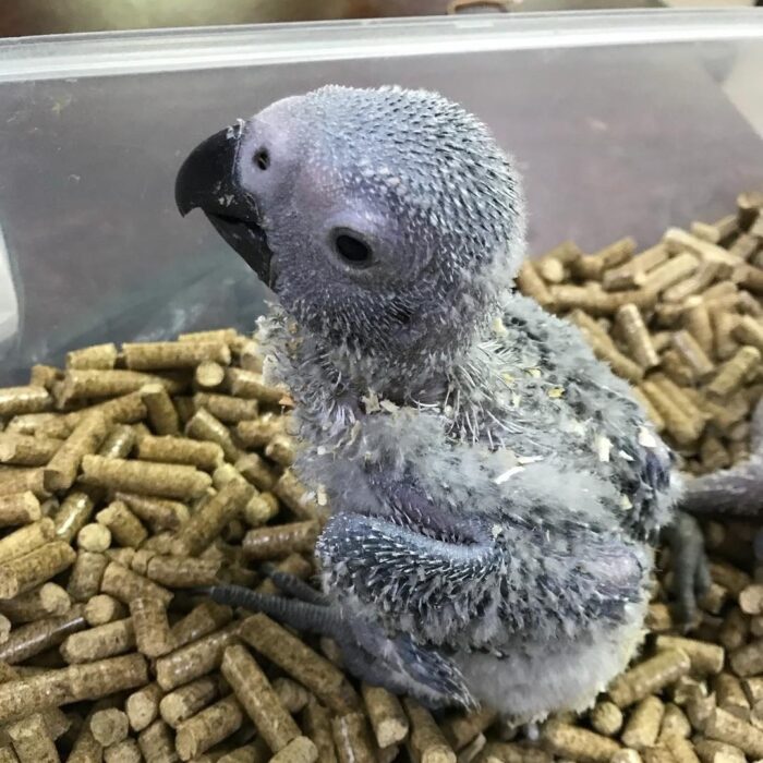 Grey parrot bird For Sale