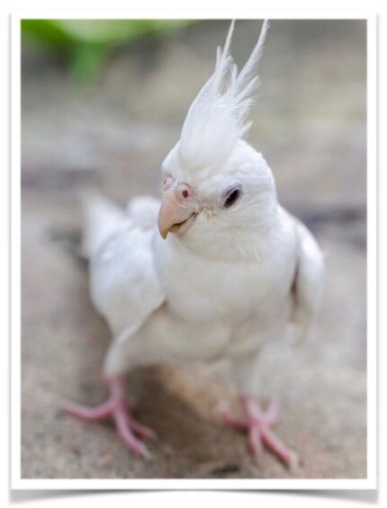 Cockatiel Albino