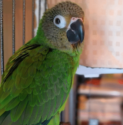 Dusky-Headed Parakeet