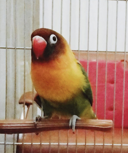 Fischer’s Lovebird