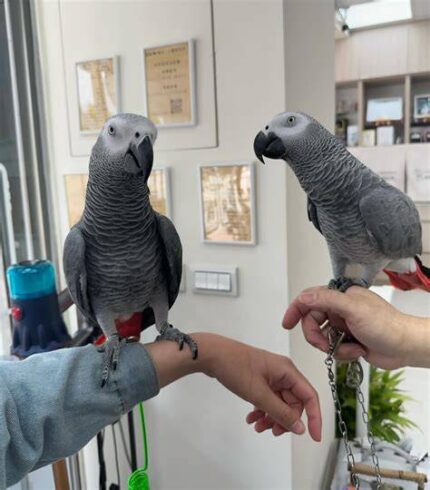 Grey parrots for sale