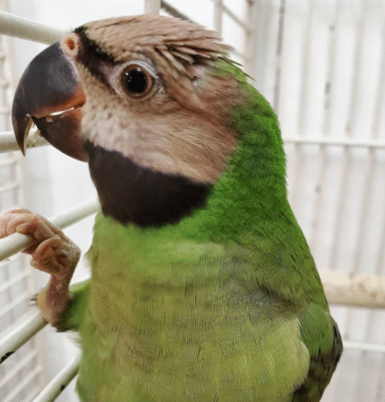 Moustache Parakeet