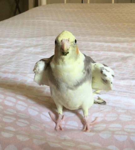 Pied Cockatiel