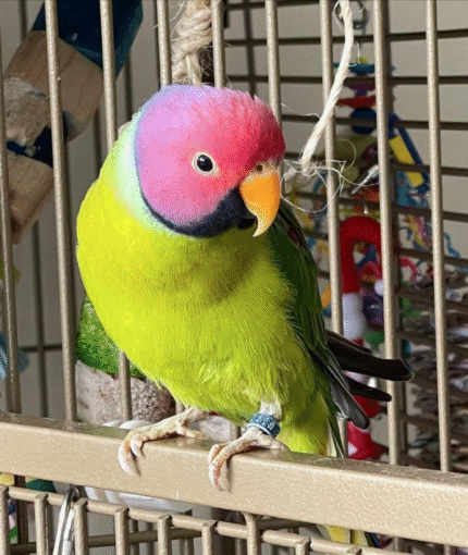 Plum-Headed Parakeet