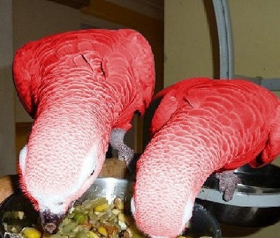 Red Factor African Grey Parrots